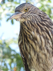 Portrait of a Big Bird