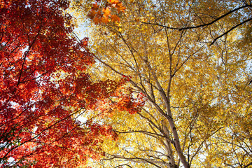 森の秋　紅葉と黄葉