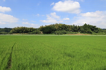 青空と田んぼ