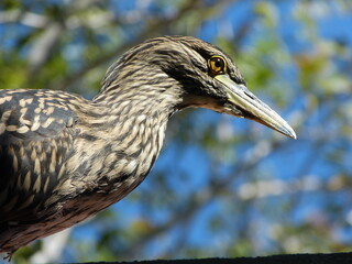 Portrait of a Big Bird