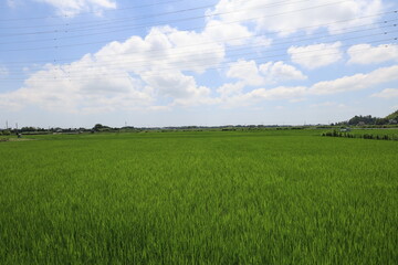 青空と田んぼ
