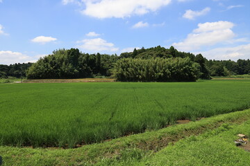 青空と田んぼ