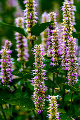 Agastache flower