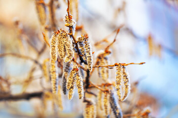 Aspen earrings or Populus tremula, Populus pseudotremula bloom in nature in spring, blue sky background. Blooming aspen, natural background