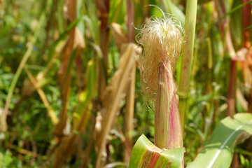 A corn cob maturing on a plantation with a shaggy tip.
