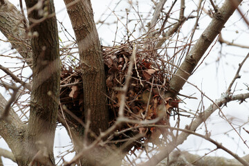 a squirrel nest for raising their young made of brown leaves and twigs in a crook in a tree top in early Spring