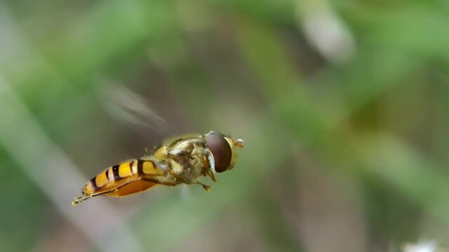 Macro of flying hoverfly fly in slow motion.