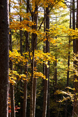 高原　信州　紅葉　もみじ