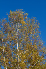 Fototapeta premium 高原 信州 紅葉 白樺