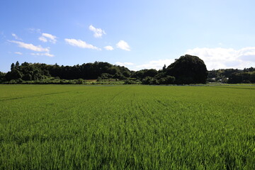 収穫前後の田園風景