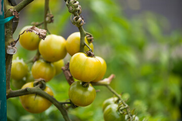 tomato plant without leaves