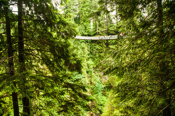 Thiswire and wood Suspension Bridge over a deep Gorge in thick Forest in Vancouver Canada is not...