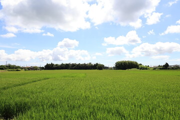 田舎の田園風景