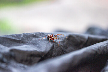 spider on the ground