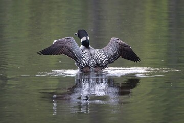 Common Loon