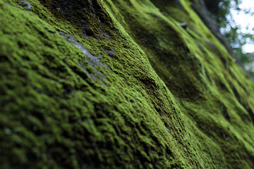 苔で覆われた岩、緑の背景