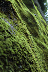 苔で覆われた岩、緑の背景