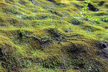苔で覆われた岩、緑の背景
