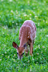 White-tailed deer fawn feeding in a Wisconsin hay field in September