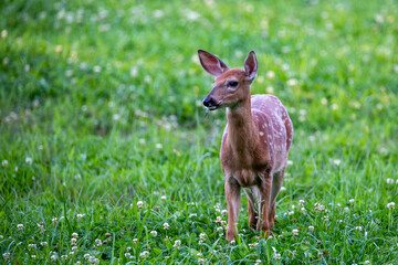 White-tailed deer fawn standing in a Wisconsin hay field in September