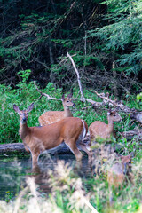 White-tailed deer (odocoileus virginianus) feeding in a Wisconsin creek