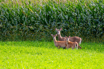 White-tailed deer (odocoileus virginianus) standing next to a Wisconsin cornfield in early September