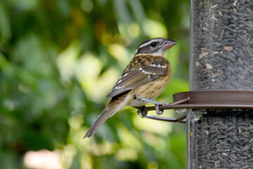 Cardinal Grosbeak Feeder 01