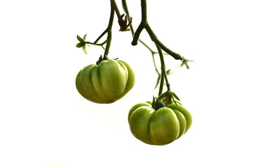 Homemade tomatoes growing on a branch isolated on white background