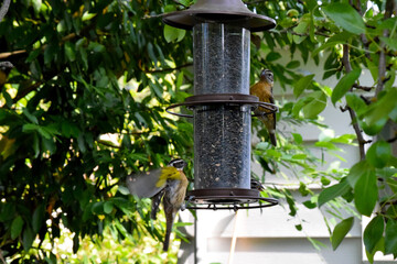 Grosbeak Duo Feeder 01