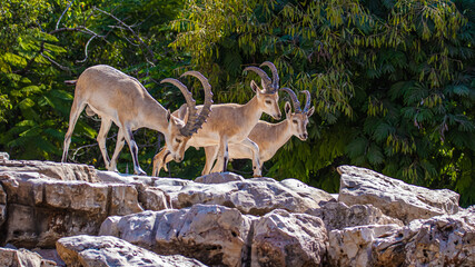 three wild goats on the rocks