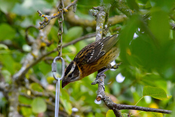 Leafy Grosbeak 04