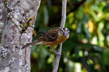 Cardinal Grosbeak Twig 17