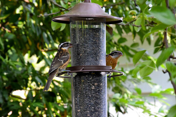 Grosbeak Duo Feeder 04