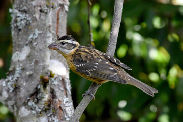 Cardinal Grosbeak Twig 22