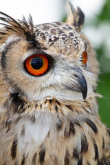 フクロウ　梟　ミミズク　鳥　森の賢者