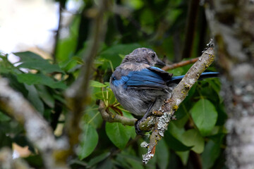 Jay Blue 01
