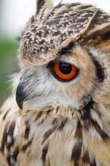 フクロウ　梟　ミミズク　鳥　森の賢者