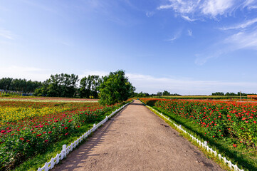Flower sea landscape in Lianhuashan Eco-tourism Resort, Changchun, China