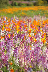 Fototapeta premium 花