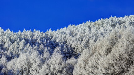 聖高原の霧氷