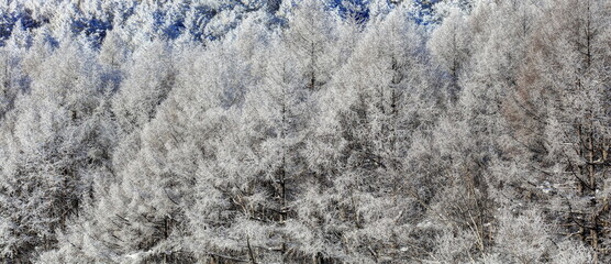 聖高原の霧氷