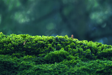 Integrity of the forest, national park. Beautiful green moss on the floor, moss close-up, macro. Beautiful background of moss with sunlight