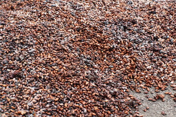 Cacao beans laid out to dry at a cacao bean farm near Las Penas, Ecuador