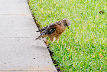Eagle is looking for food