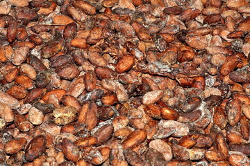 Cacao beans laid out to dry at a cacao bean farm near Las Penas, Ecuador