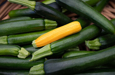 One yellow zucchini amongst green zucchinis in a basket at the farmers market	
