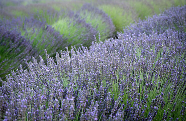 Obraz premium Rows of lavender plants in a lavender field at the lavender farm