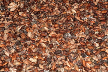 Cacao beans laid out to dry at a cacao bean farm near Las Penas, Ecuador