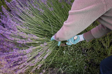 Gardener, wearing gloves, cutting lavender with a harvesting knife