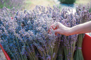 Gardener harvesting bunches of lavender flowers and putting them into a red wheelbarrow